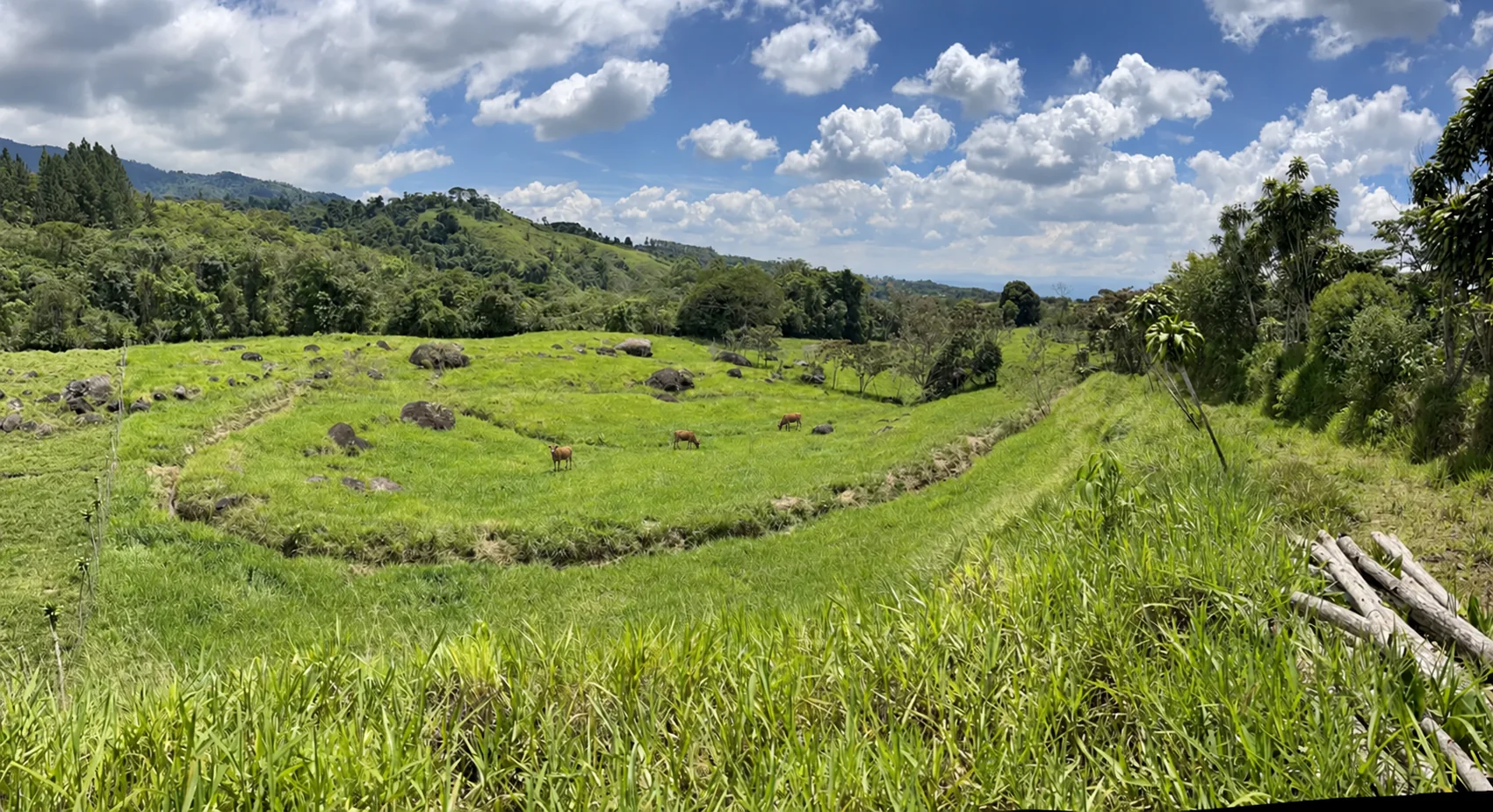 Three distant dairy cows envisioned in BuenaVida’s real meadow photograph