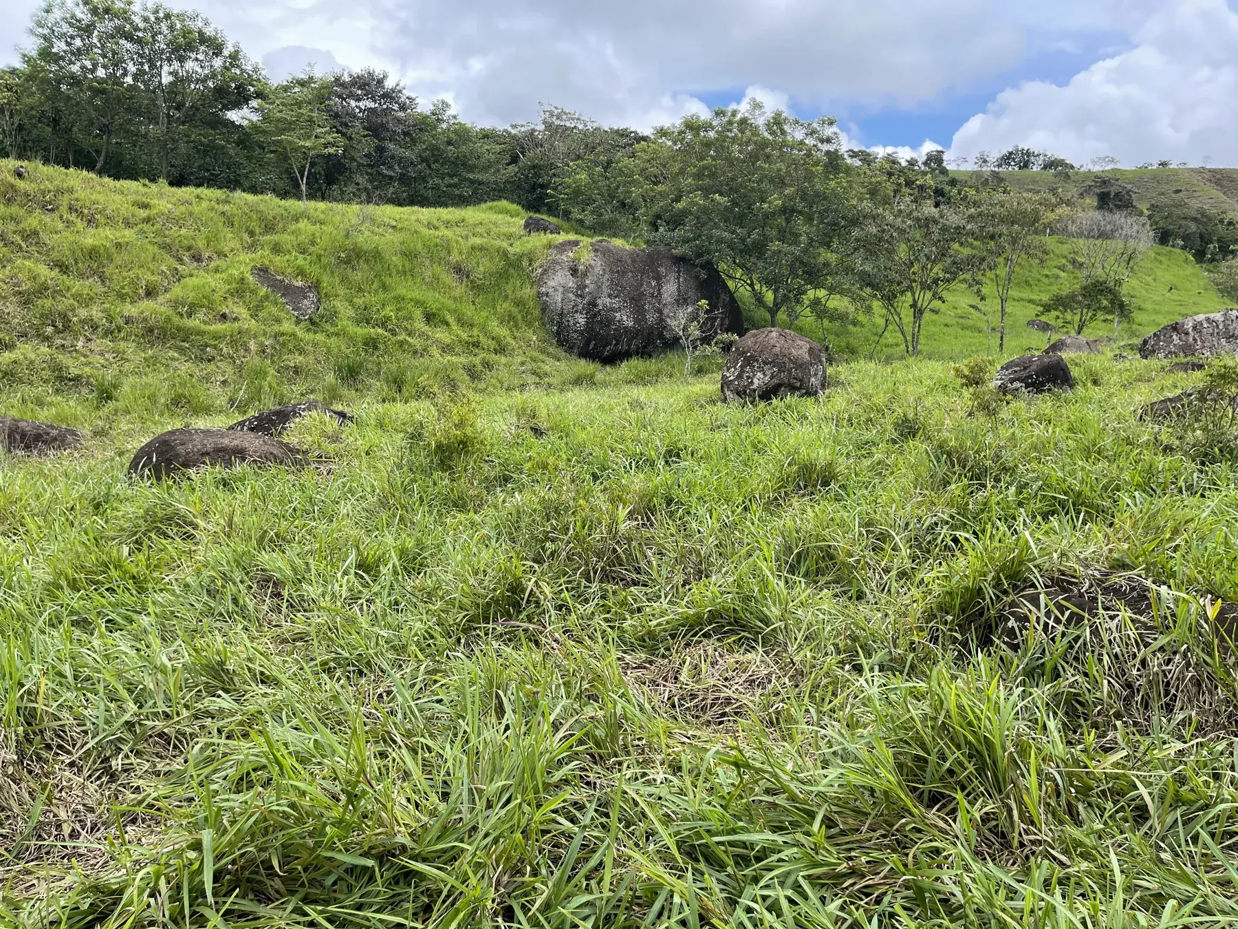 Large boulders and young trees set within green pasture