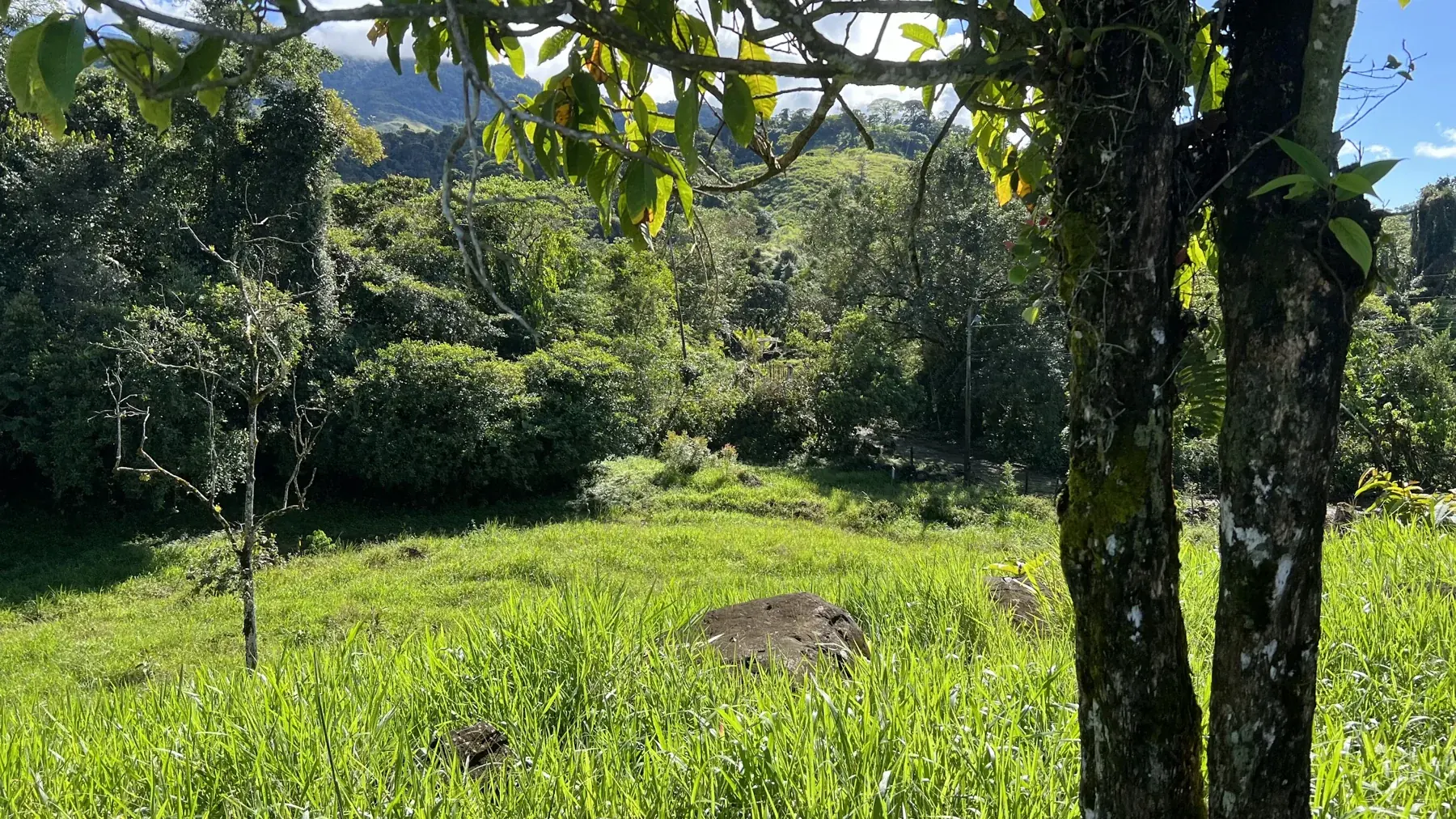The real forest edge and meadow at BuenaVida, from the early property archive