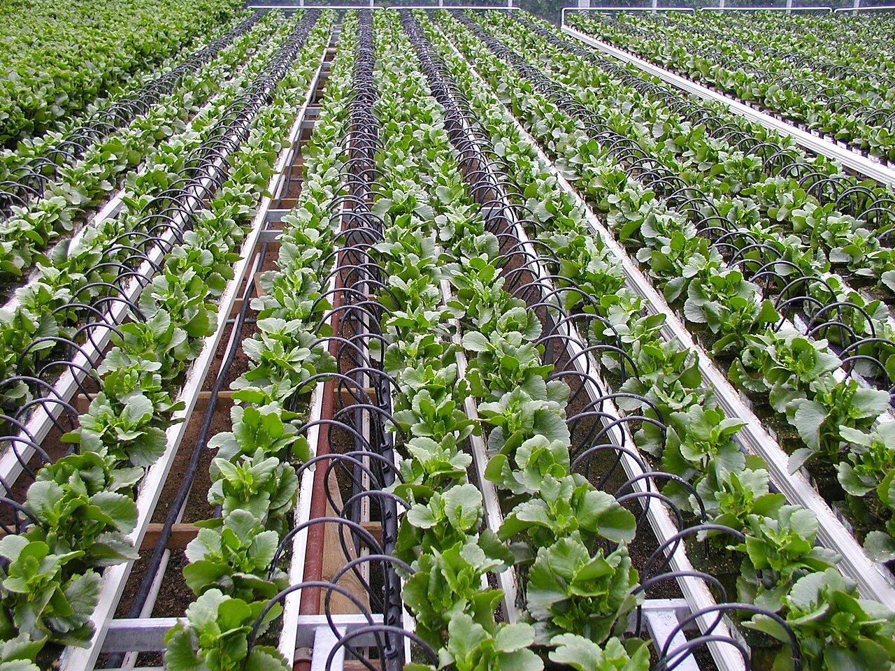 Rows of plants supplied by narrow drip-irrigation tubes