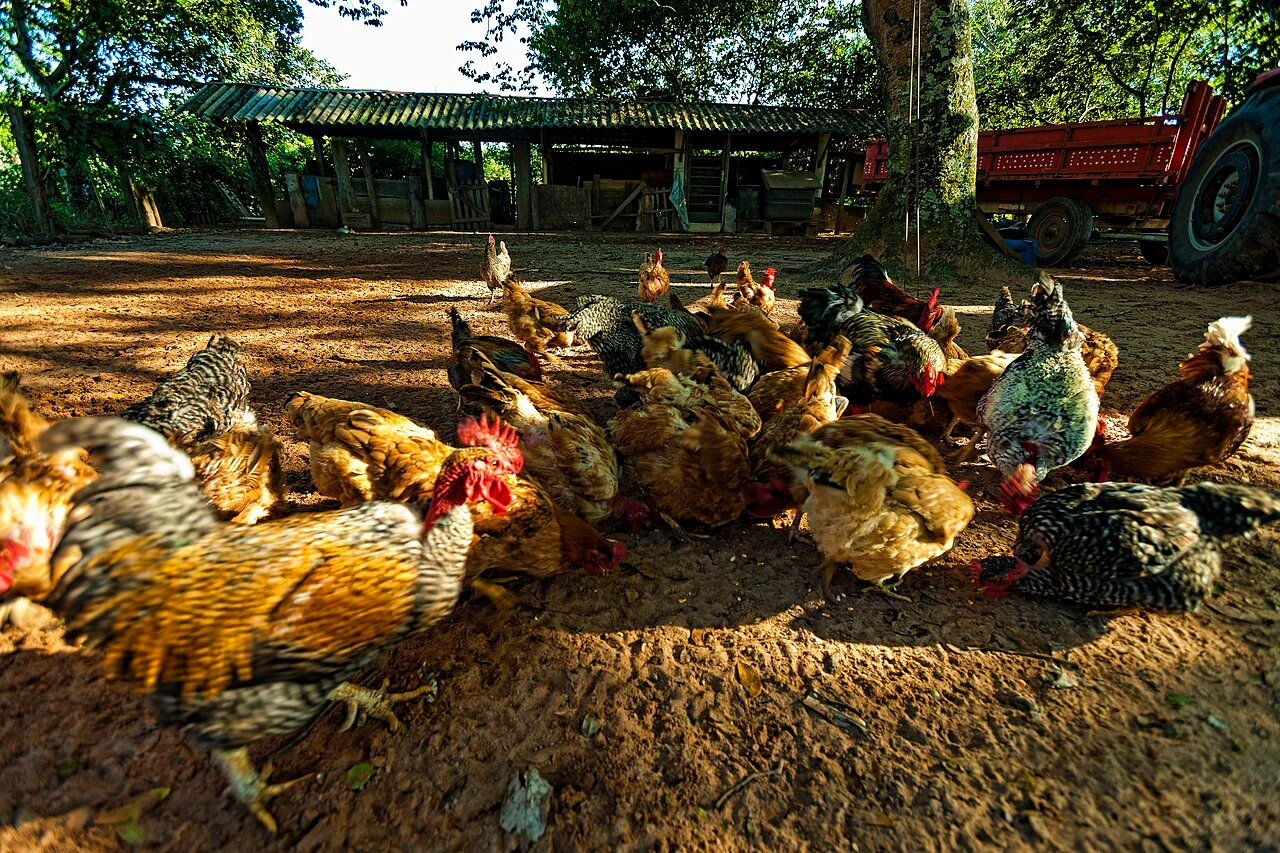 A group of chickens feeding outdoors in a shaded yard