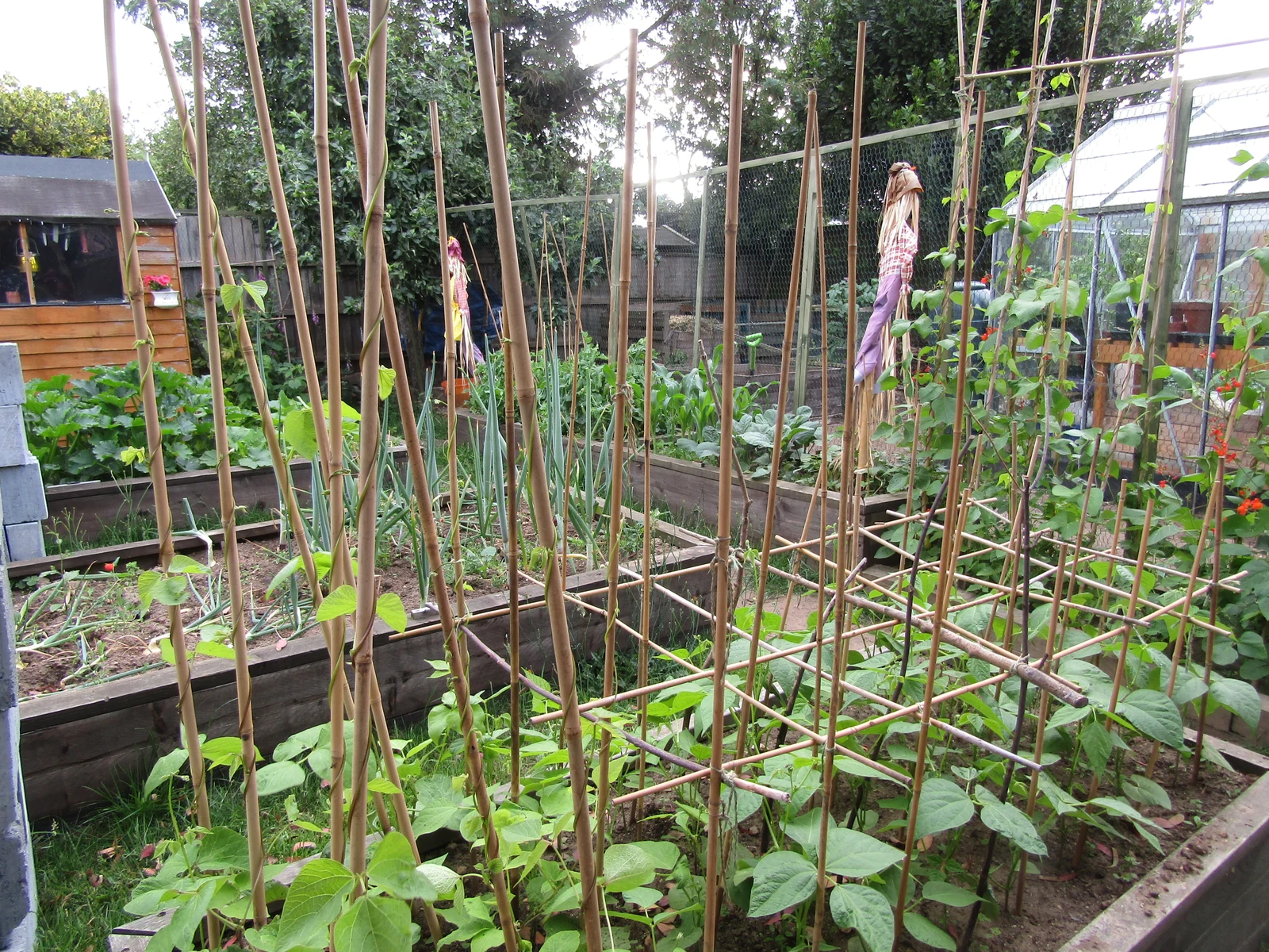 Vegetable beds with timber edges and upright supports for climbing plants
