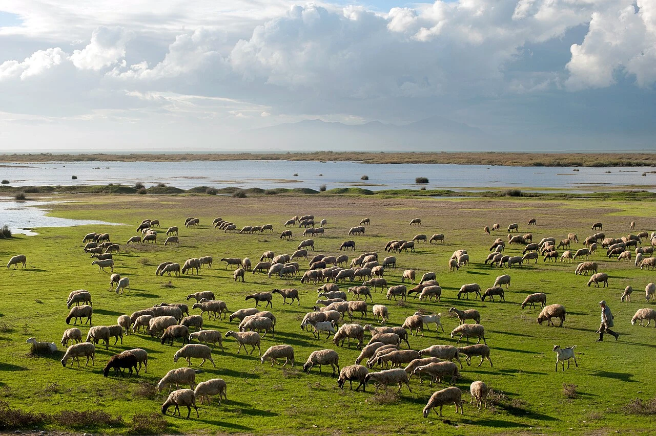 Sheep spread across a grassy area beside water, with a shepherd nearby