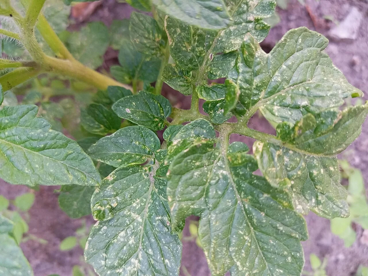 Tomato leaves with visible pale mottling and surface marks