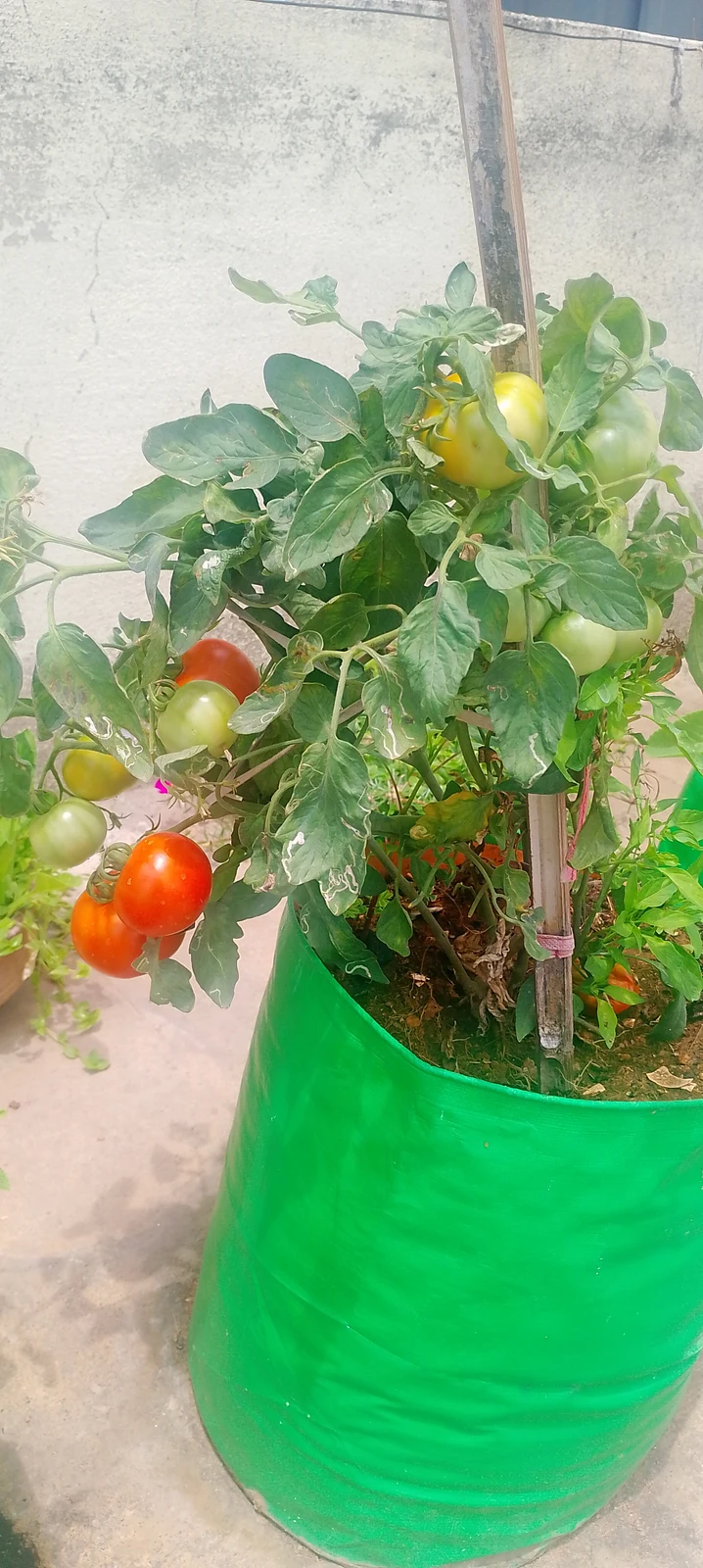 Tomatoes ripening on a plant growing in a green container